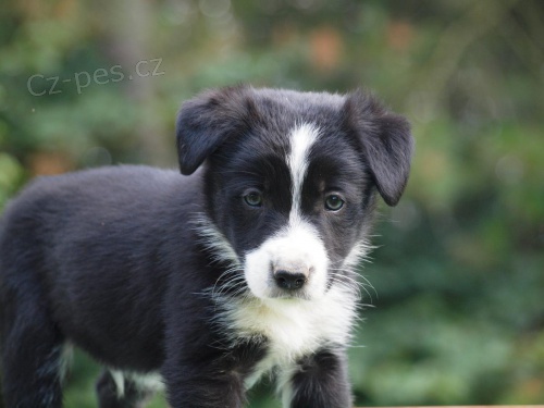 Border collie �t���tka s PP