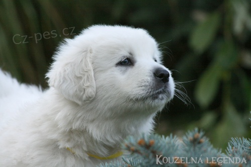 Slovensk� �uva� s PP