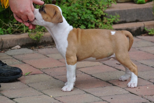 Americk� stafor��rsk� teri�r