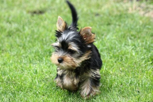 Jork��rsk� teri�r