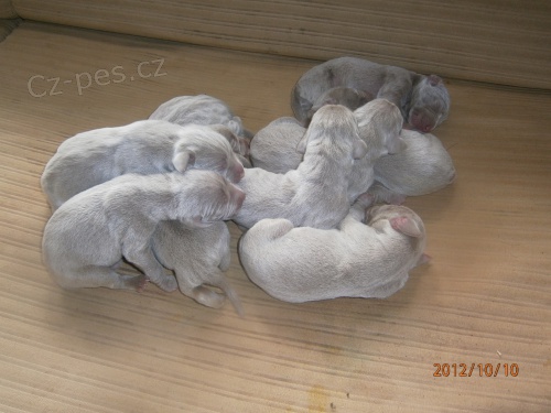 �t��ata VOK bez PP