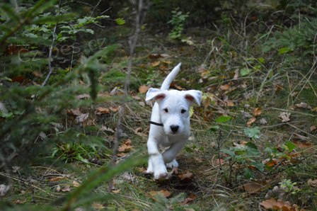 parson russell teri�r �t���tko