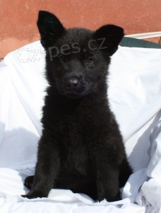 Celo�ern�,znakat� a tmav� vlko�ed� �t���tka s PP.