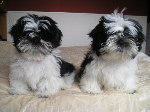 Prod�m Shih-tzu