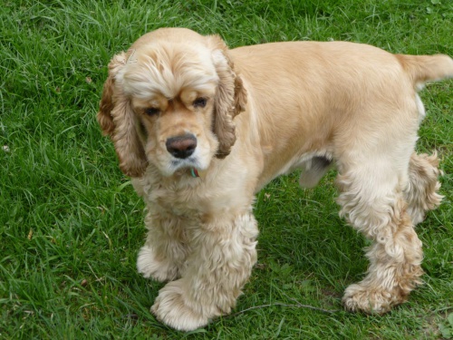 Hled�me ps� nev�stu