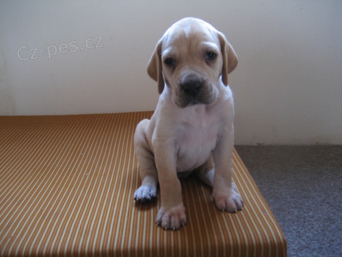 �t�n� Anglick� Pointer