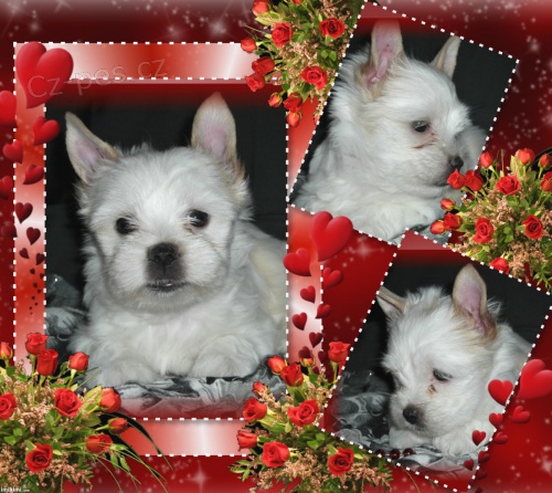 Golddust yorshire terrier - jork��r