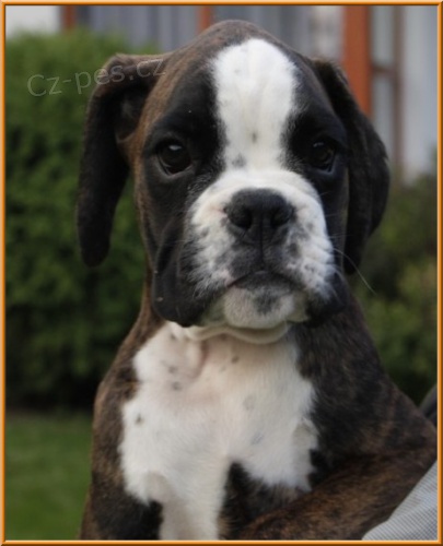 �t���tka boxera s PP k odb�ru