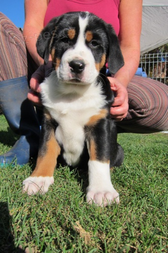 velk� �v�carsk� sala�nick�