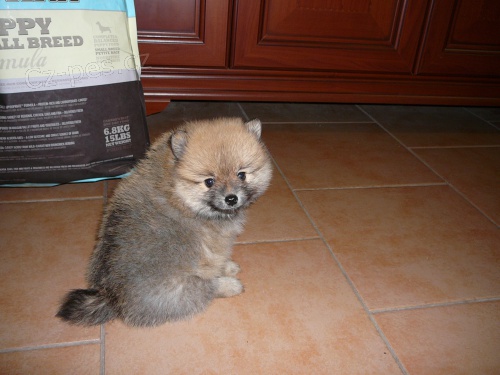 N�meck� �pic mal� bez PP