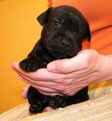 Staford�irsk� bulteri�r