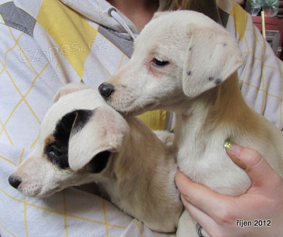 �t�n�tka jack russell terier