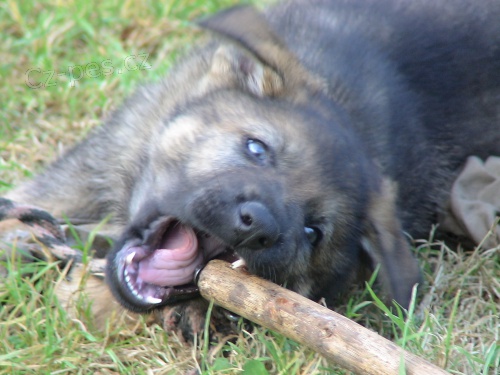 zad�m �t�n� psa n�meck�ho ov��ka