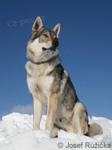 �eskoslovensk� vl��k - �t��ata s PP