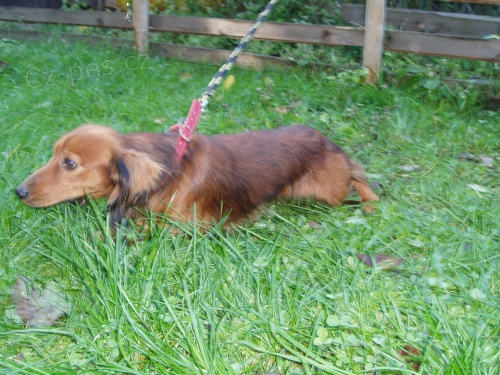 Daruji jezev��ka-sp�ch�!!!