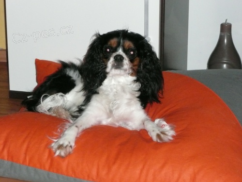 Nab�z�m 3,5 ro�n�ho psa ke kryt�