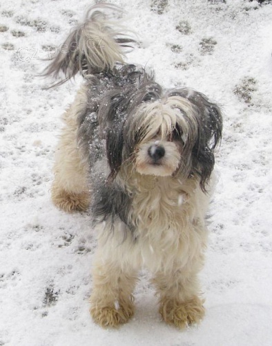 ��nsk� chocholat� pes daruji