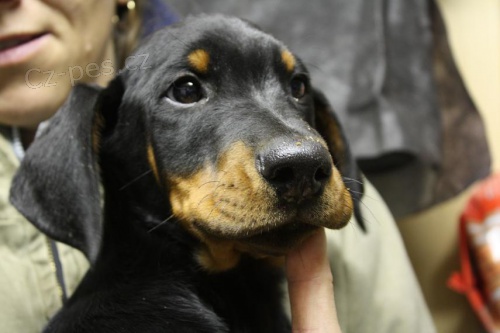 Dobrman - �istokrevn� �t�n� 