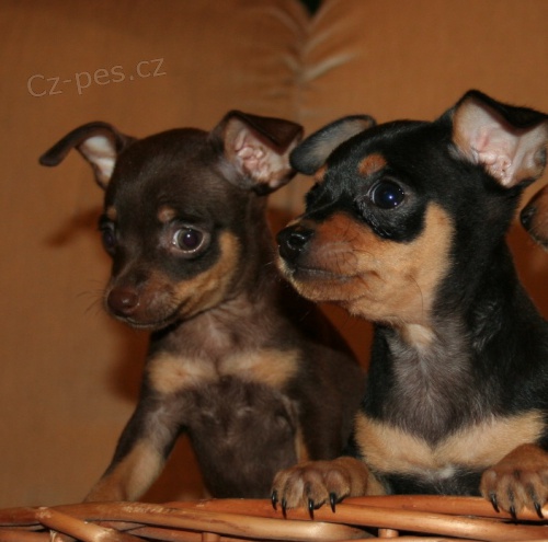 Prod�m �t���tka