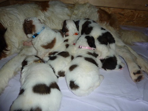 Moskevsk� str�n� pes - �t���tka s PP