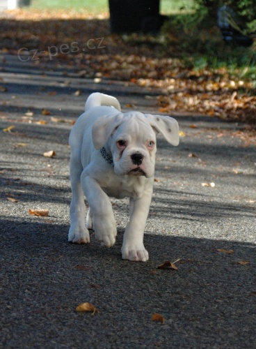 Prod�m b�l� �t�n� boxera s PP