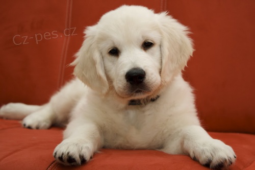 �t���tka zlat�ho retr�vra s PP