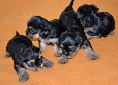 Jork��rsk� teri�r �t���tka