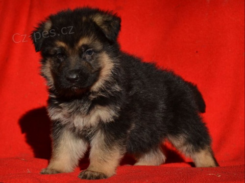 N�meck� ov��k - �t�n� s PP