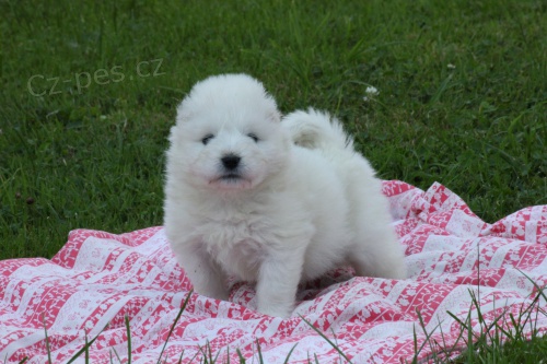 �t�n� samojeda