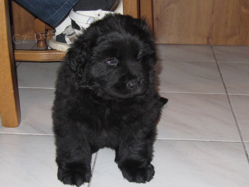 st�n� novofundlandsk�ho psa