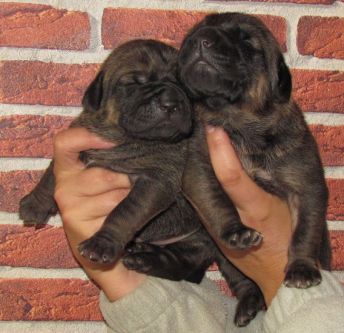 Tosa Inu - Rezervace na �t��ata s PP