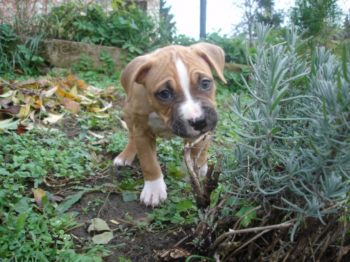 Americk� Staford�irsk� Teri�r � �t���tka