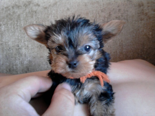 jork��rsk� teri�r mini