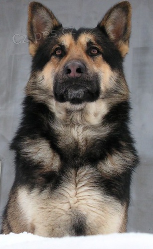 NO bez PP hled� nev�stu