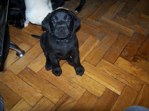 �t���tka labradorsk�ho retr�vra bez PP (po 20.11.)