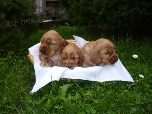 Anglick� kokr�pan�l bez PP