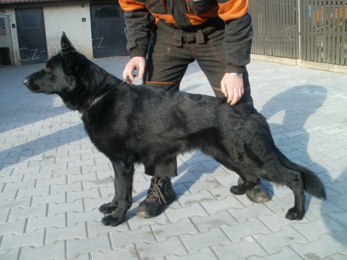 n�meck� ov��k �t��ata