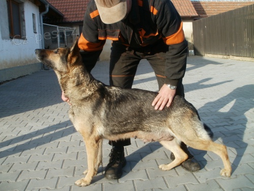 n�meck� ov��k �t��ata