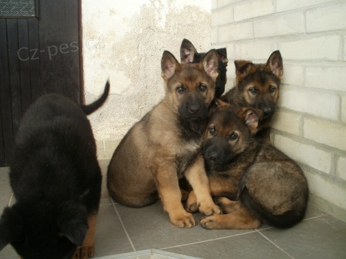 n�meck� ov��k �t��ata