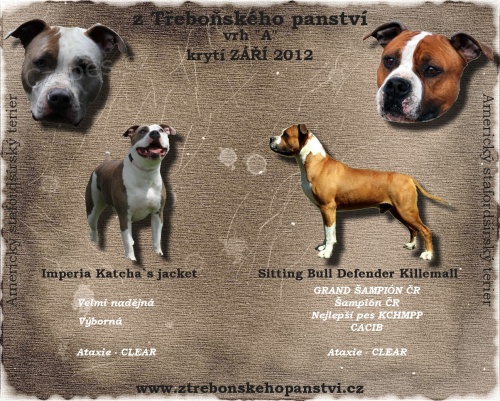 Americk� staford��rsk� teri�r