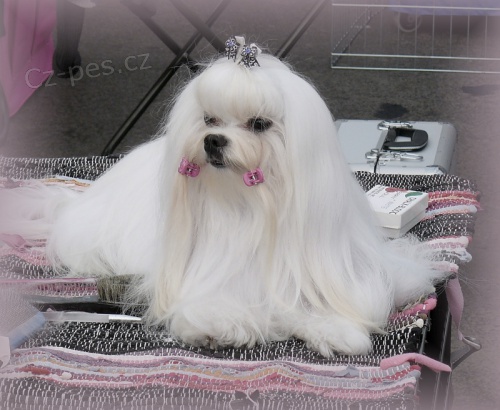 Malt�z��ek s pp