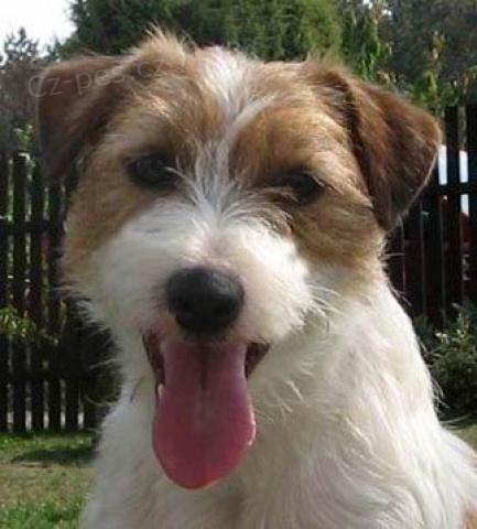 Jack Russell Teri�r s PP ke kryt�