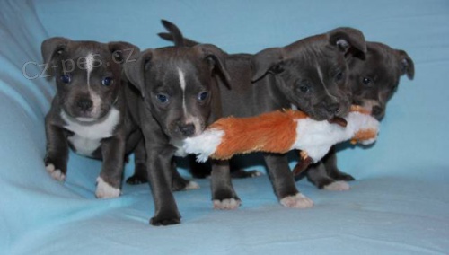 Staford��rsk� bullterier s PP