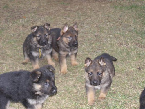 Prod�m �t��ata n�meck�ch ov��k� bez PP