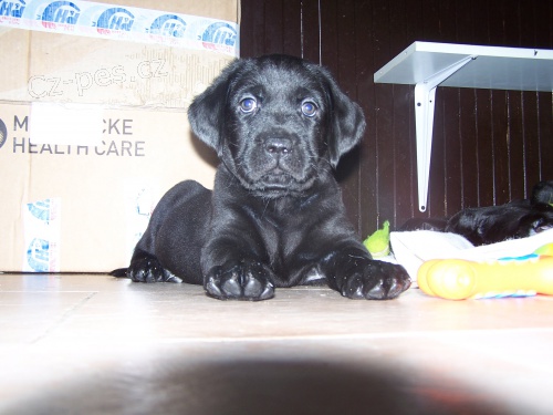 �t��ata labradora �ern� a b�l�, k odb�ru