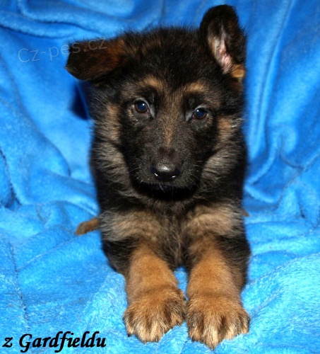 N�meck� ov��k - �t���tka s PP