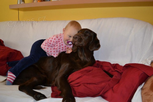 Zad�me �t���tka Retriever�