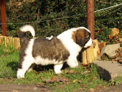 Moskevsk� str�n� pes