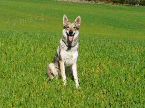 Rezervace �t��at