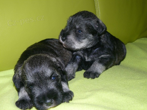 Kn�ra� mal� pep� a s�l